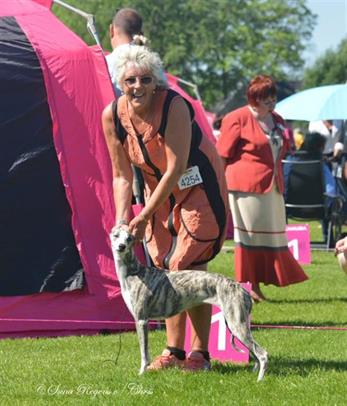 Wiola became Best Junior and Qualified for Crufts 2017